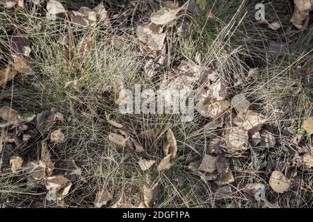 Caduto Foglie di autunno tra l'erba di appassimento Foto Stock