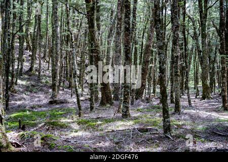 Harwoods Hole Track, Abel Tasman National Park, Nelson Tasman, Nuova Zelanda, sabato 21 novembre 2020. Foto Stock