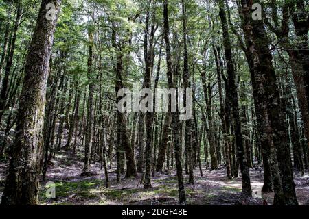 Harwoods Hole Track, Abel Tasman National Park, Nelson Tasman, Nuova Zelanda, sabato 21 novembre 2020. Foto Stock