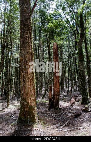 Harwoods Hole Track, Abel Tasman National Park, Nelson Tasman, Nuova Zelanda, sabato 21 novembre 2020. Foto Stock