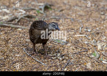 Un uccello nativo di Weta, Harwoods Hole Track, Abel Tasman National Park, Nelson Tasman, Nuova Zelanda, Sabato, 21 novembre 2020. Foto Stock