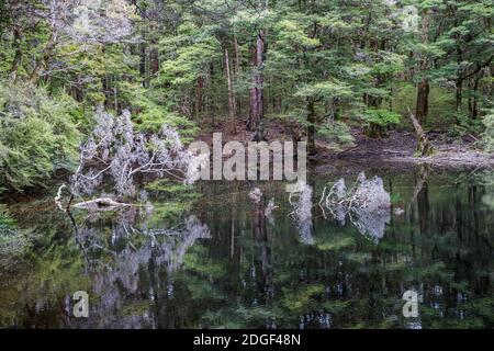 Harwoods Hole Track, Abel Tasman National Park, Nelson, Tasman, Nuova Zelanda, sabato 21 novembre 2020. Foto Stock