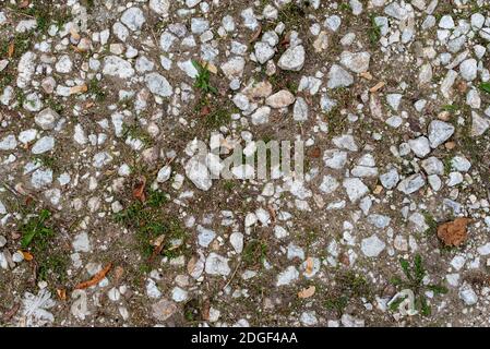 Erba piccola che cresce tra ciottoli su tessuto di percorso pubblico Foto Stock