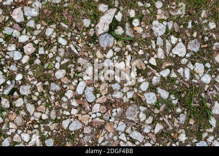 Erba piccola che cresce tra ciottoli su tessuto di percorso pubblico Foto Stock