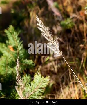 Paesaggio autunnale: un gambo di erba essiccata close-up Foto Stock