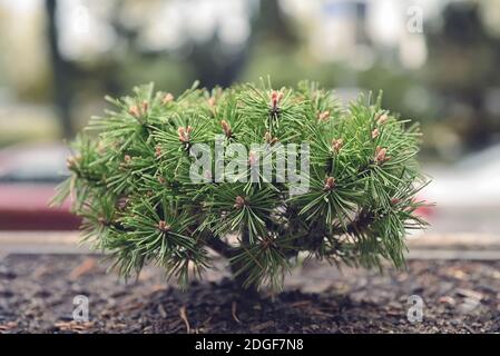 Il piccolo albero di Bonsai nel terreno nel giardino all'aperto Foto Stock