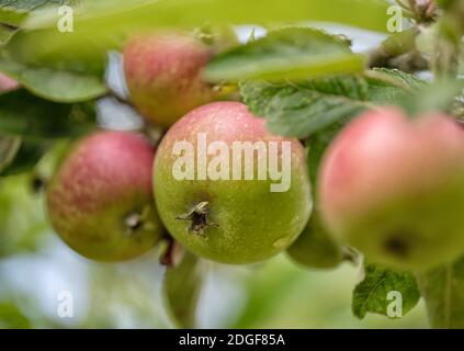 Verde mela fresco con gocce di acqua su un Apple ramo di albero Foto Stock