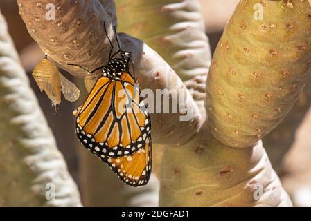 La regina Butterfly (Danaus gilippus) che emerge dal crisalide Foto Stock