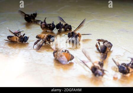 I resti di api morte sono sparsi sul terreno Foto Stock