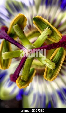 Primo piano di fiori esotici Passiflora, Caerulea Foto Stock