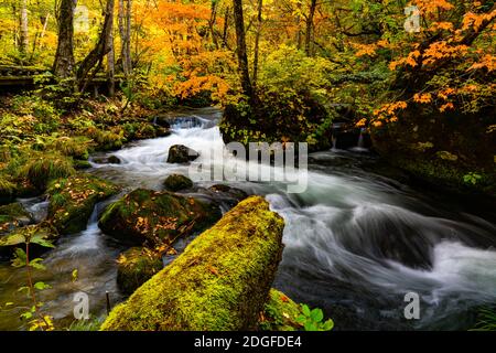 Vista del fiume Oirase lungo il sentiero pedonale Oirase passando per la colorata foresta d'autunno Foto Stock