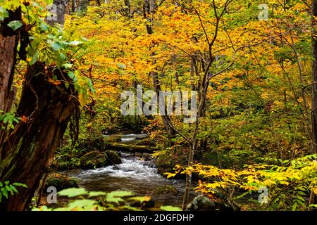 Vista del flusso del torrente Oirase Mountain nel fogliame colorato foresta nella stagione autunnale Foto Stock