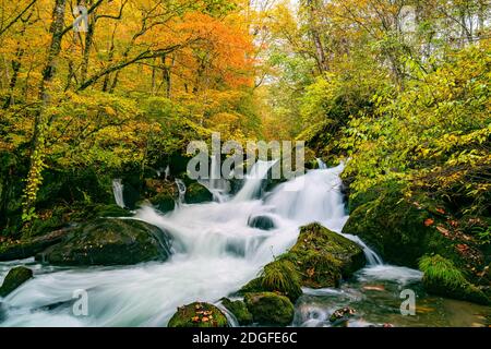 Cascate nel torrente Oirase Mountain in fogliame colorato di autunno foresta Foto Stock