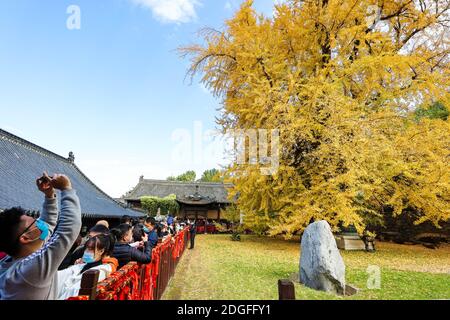 Un albero di 1,400 anni di ginkgo sta cadendo foglie sul terreno da novembre, trasformando il terreno di un tempio buddista in un oceano giallo e quindi dra Foto Stock
