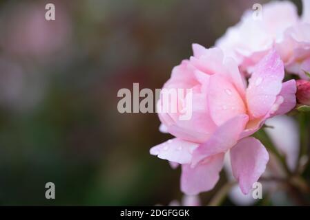 Primo piano di rosa di bellezza con gocce d'acqua lucide isolate su sfondo nero Foto Stock