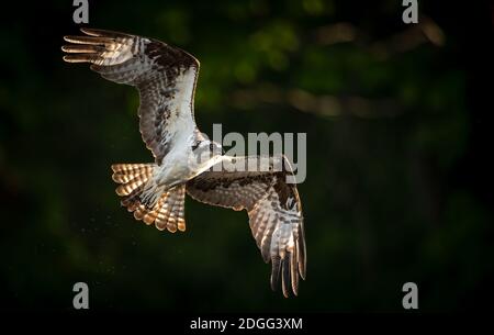 Un falco pescatore nel Maine Foto Stock