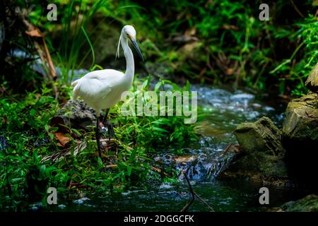 Grande egreo (Ardea alba) che si alimenta in piccolo ruscello. Queensland Australia Foto Stock
