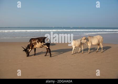 Goa, India- 11 novembre 2020, mucche che camminano sulla spiaggia di Baga in Goa India Foto Stock