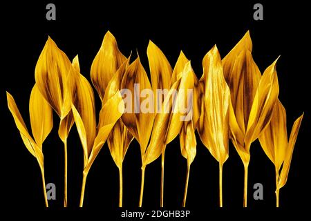Foglie d'oro sfondo nero closeup isolato, oro ramo fiore, lucido giallo foglia di metallo, fogliame, elemento di disegno floreale, petali, ramoscello di pianta, albero Foto Stock
