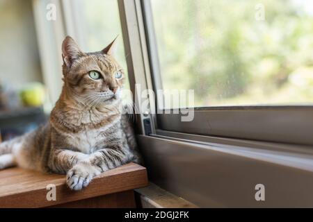 Tabby gatto sit Foto Stock