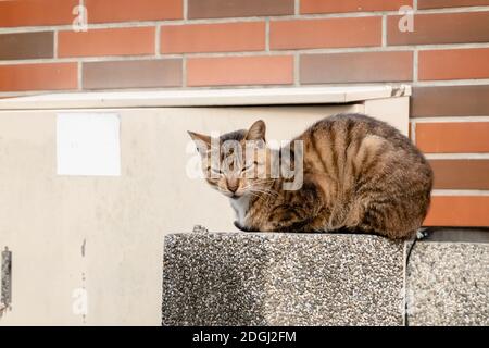 Gatto del tabby Foto Stock