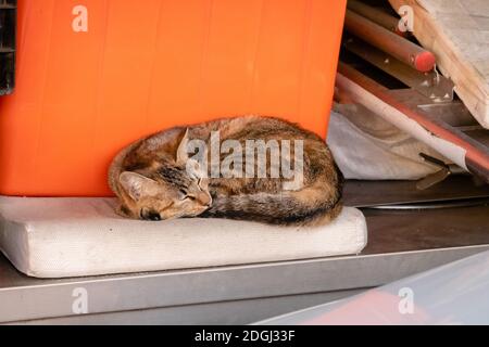 Gatto del tabby Foto Stock