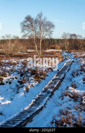 Galline alte Foto Stock