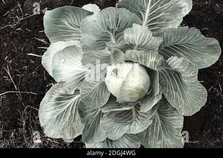 Una testa di cavolo cresce nel giardino Foto Stock