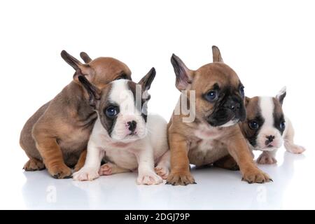 quattro cani da bulldog francesi seduti uno accanto all'altro e guardando via, essendo distratti da qualcosa su sfondo bianco Foto Stock