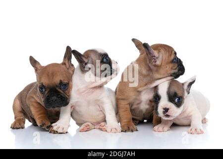 quattro cani da corrida francesi si amano e si siedono su sfondo bianco Foto Stock