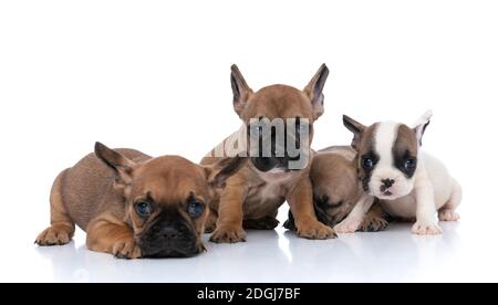 tre cani bulldog francesi stanno guardando la macchina fotografica e. uno di loro sta dormendo nella parte posteriore Foto Stock