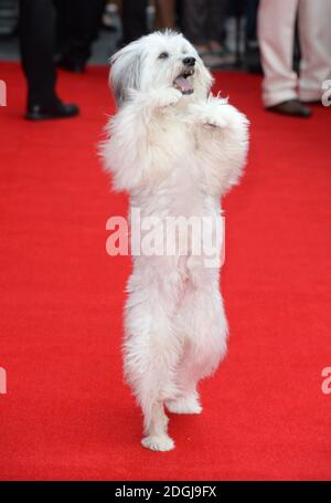 Pudsey arriva alla prima mondiale di Pudsey il cane, il film, Vue Cinema, Leicester Square, Londra Foto Stock