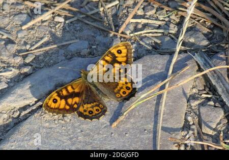 Parete o parete marrone Butterfly ( Lasiommata megera ) che si sta basando con esso è Wings Open, Regno Unito Foto Stock