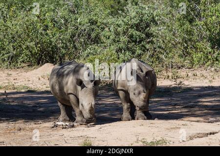 Coppia di giovani rinoceronti bianchi meridionali a rischio di estinzione (Ceratotherium simum simum) che si trovano insieme nel Parco Nazionale di Kruger, Sudafrica Foto Stock