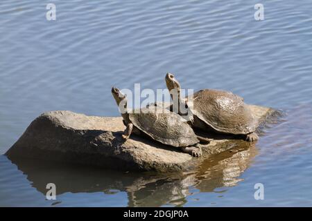 Un paio di Terrapin incernierati (Pelusios sinusatus) che si crogiolano al sole su una roccia insieme nel Parco Nazionale Kruger, Sud Africa con spazio per la copia Foto Stock