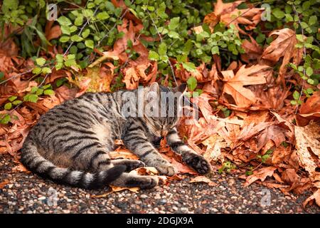 Il gatto grigio giace sulle foglie verdi arancioni dell'autunno che si puliscono. Foto Stock