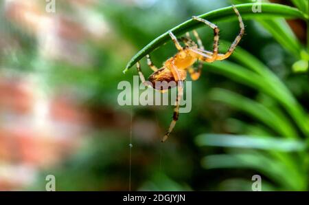 Macro foto di un ragno a caccia sul suo web Foto Stock