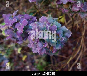 Immagine di fiori di idrangea in inverno in viola e verde sfumature di colore Foto Stock