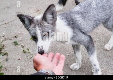 Volpi addomesticato che giocano con la mano dell'uomo Foto Stock