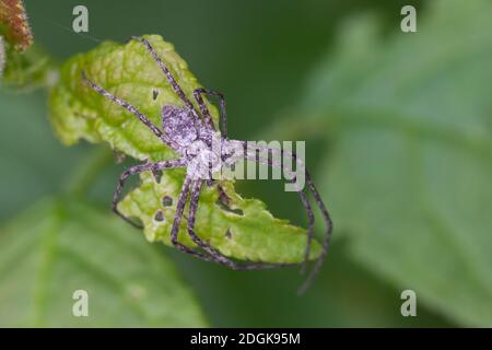 Laufspinne, Flachstrecker, Philodromus spec., ragno di granchio filodromico, ragno di granchio vagante, Laufspinnen, Philodromidae, ragni di granchio filodromico Foto Stock