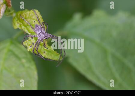 Laufspinne, Flachstrecker, Philodromus spec., ragno di granchio filodromico, ragno di granchio vagante, Laufspinnen, Philodromidae, ragni di granchio filodromico Foto Stock