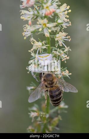 Gehöckerte Krabbenspinne, Gehörnte Krabbenspinne, Krabbenspinne lauert auf Blüte auf Beute, mit erbeuteter Biene, Beute, Räuber-Beute-Beziehung, Weibc Foto Stock