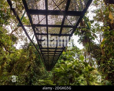 Ponte sospeso in metallo nella foresta pluviale della Costa Rica visto dal basso. Con una splendida vista sulle cime degli alberi della foresta tropicale. Foto Stock