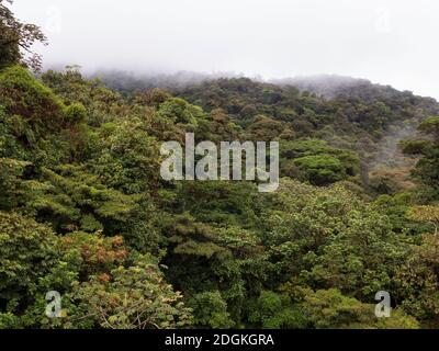 Fai un'escursione attraverso la foresta pluviale della Costa Rica con splendide viste sulle cime degli alberi della riserva della foresta pluviale di Santa Elena. Foto Stock