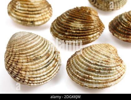 Vongole, Venus verrucosa, gusci contro uno sfondo bianco Foto Stock