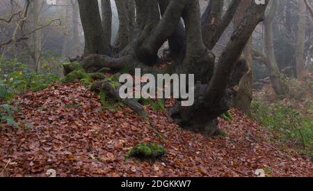 Base di albero con radici sporgenti in foresta nebbiosa in autunno con fogliame autunnale Foto Stock