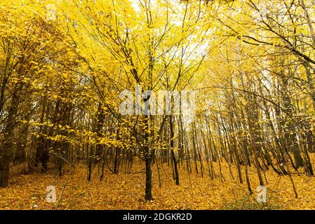 Una foresta in Rutki appena a sud di Gdańsk, Polonia durante il profondo autunno Foto Stock