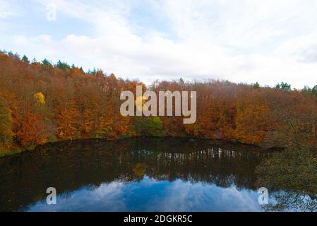 Una foresta in Rutki appena a sud di Gdańsk, Polonia durante il profondo autunno Foto Stock