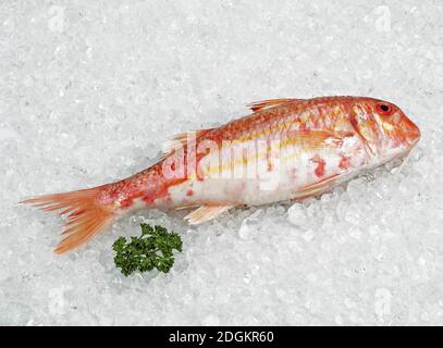 Cappone, Mullus surmuletus, pesce fresco su ghiaccio Foto Stock