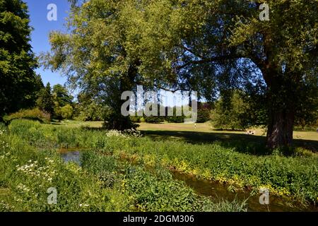 Flusso che attraversa Hughenden Park, Hughenden, High Wycombe, Buckinghamshire, Regno Unito Foto Stock